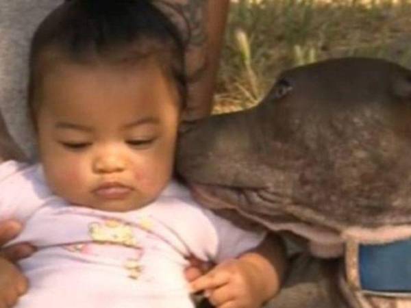 La perra Sasha se convirtió en la heroína de la bebé.