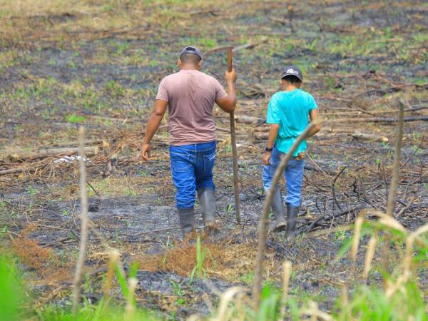 Aunque las lluvias están pronosticadas, según autoridades no es suficiente para poder germinar y los cultivos se perderían.