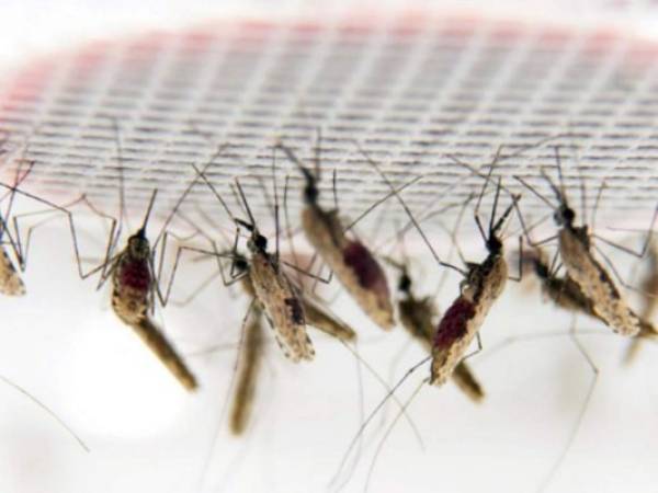 Los mosquitos fueron modificados genéticamente dentro de un laboratorio. Foto: Ilustrativa/ Pixabay