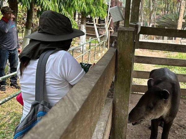 El pasado 6 de mayo, autoridades del ICF llegaron hasta Joya Grande para rescatar a los animales que habitaban en el zoológico.