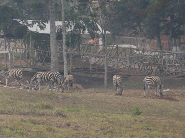 La terrible crisis que enfrenta el zoológico Joya Grande se puede ver y sentir con tan solo observar las condiciones en las que se encuentran los animales en este recinto que un día se asemejó a una pequeña sabana del África.