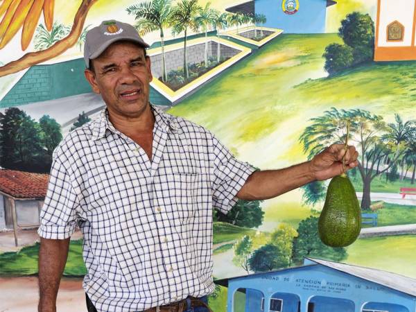 SAG apoya la producción de aguacate y acceso a nuevos mercados