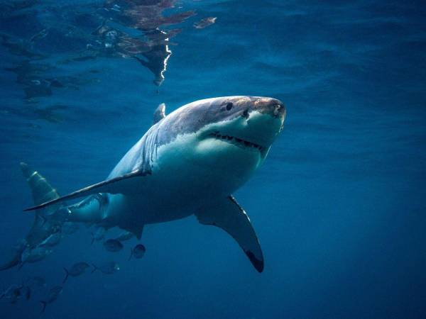 Los avistamientos y ataques de tiburón reciente levantan las alertas sobre la presencia de estos seláceos fundamentales para mantener el equilibrio de los ecosistemas marinos y la pesca sostenible.