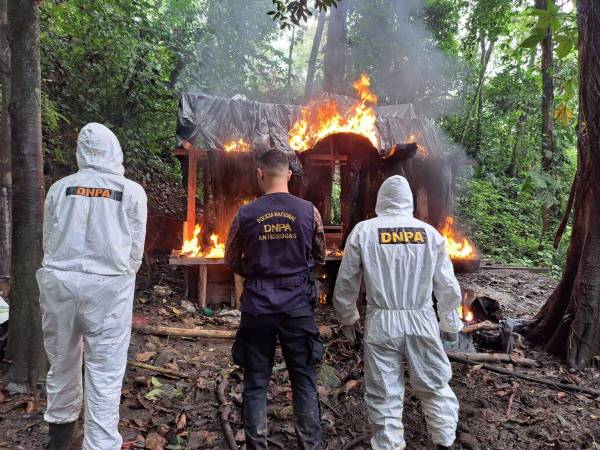 Un total de 90,000 arbustos de hoja de coca sembrados y un narcolaboratorio ubicados en la aldea La Celia, municipio de Iriona, departamento de Colón, en la reserva del Hombre y la Biosfera del Río Plátano, fueron erradicados, aquí las imágenes del lugar.