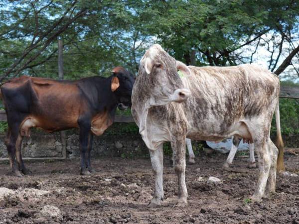 Como parte del programa Bono Ganadero se entregaron 1,500 aves a 150 productores y la dotación de 5 cercas eléctricas para fincas modelo en la zona.