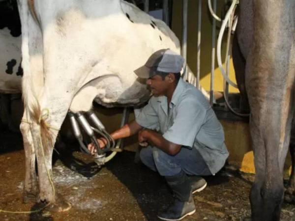 Según los productores de leche, una vaca necesita consumir entre 30 a 50 litros de agua diarios, dependiendo de su tamaño.