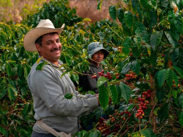 <i>La visión de Unecafeh es seguir posicionando al café hondureño como un referente de calidad y sostenibilidad en el mercado global. </i>