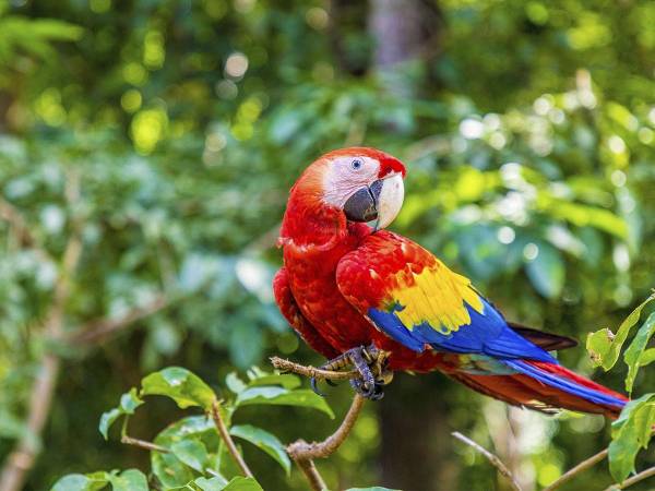 La guacamaya es uno de los tesoros naturales que ofrece Honduras para todos los visitantes locales e internacionales.