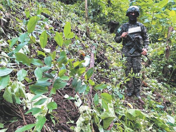 Efectivos de las Fuerzas Armadas han participado en las operaciones para erradicar las plantaciones de arbustos de hojas de coca.