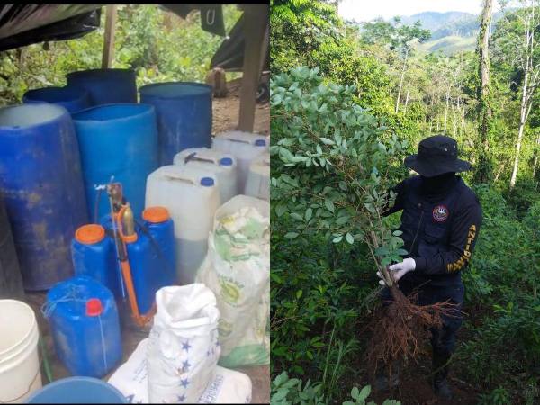 Agentes antidrogas aseguraron esta mañana una extensa plantación de hojas de coca y un narcolaboratorio en el municipio de Iriona, Colón, en una operación.