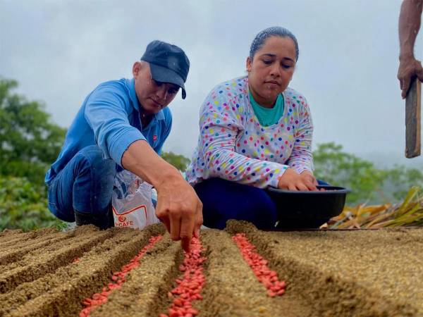 La sostenibilidad del sector cafetalero es una de las prioridades del Gobierno de Honduras.