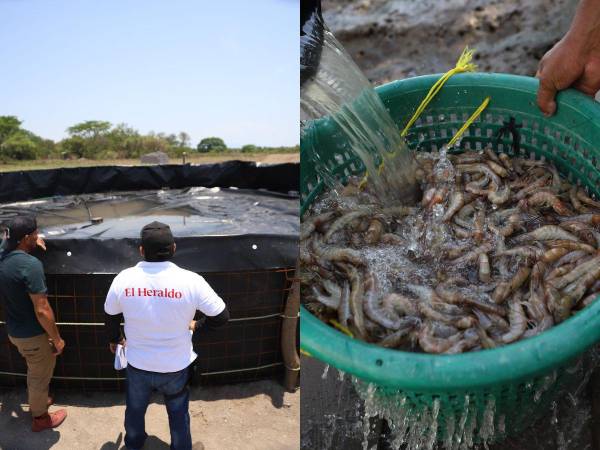 Lagunas secas en pleno tiempo de producción, pocos empleados alimentando al camarón, cosechando u oxigenando los embalses y un panorama sombrío para la zona sur pudo constatar la Unidad Investigativa de EL HERALDO Plus al recorrer las camaroneras y observar el deterioro de las mismas debido a que nadie las quiere cultivar pese a las millonarias inversiones que han hecho. A continuación las imágenes.