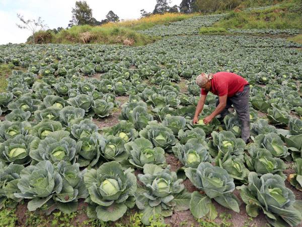 Las hortalizas como el repollo, coliflor y brócoli son verduras que están expuestas a la lluvia, principalmente en su etapa final cuando están listas para llevarlas a los mercados capitalinos.