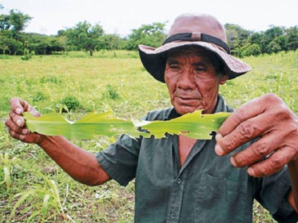 Después de las pérdidas en semillas, los productores tienen que invertir en insecticidas costosos contra la plaga de granos básicos.