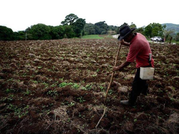 El interés de algunos países asiáticos en garantizar la seguridad alimentaria para su población podría la oportunidad para invitarlos a invertir en el sector agrícola en Honduras.