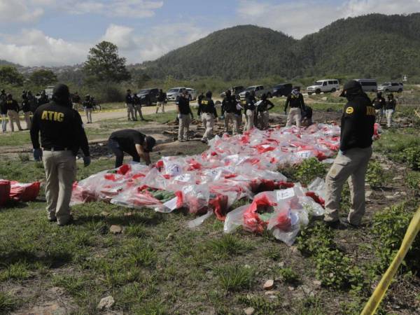 Las autoridades preparan la incineración de la cocaína.