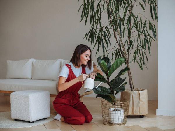 La humedad del ambiente también influye en la salud de las plantas de interior. Asegúrese de optar por opciones acorde a su caso.