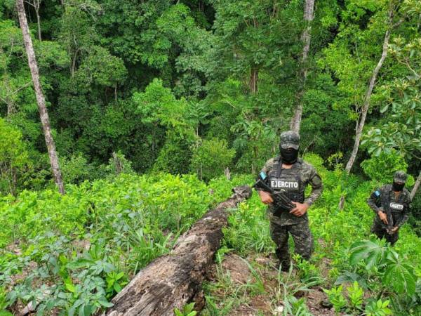 Se aseguraron al menos 100 mil arbustos de hoja de coco en 15 manzanas de terreno en Colón.