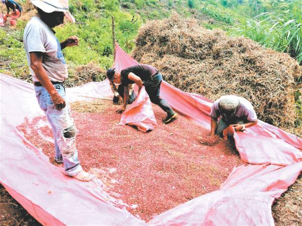 La siembra de frijoles en laderas es parte de los cultivos de primera que los campesinos realizan.