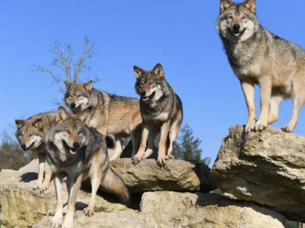 “Los animales fueron apartados y luego reintegrados” en su área.