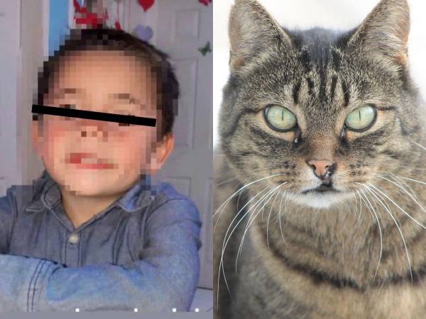 Un niño, originario de Ocotepeque, de apenas seis años murió a causa de la mordedura de un gato doméstico en un hospital de San Salvador. De acuerdo al caso del menor su deceso fue provocado por la mordedura de un gato cuya fuente de transmisión se sospecha fue de un murciélago. A continuación los detalles.