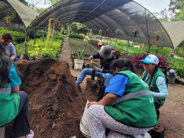 Con el cultivo de 460 mil árboles, el Distrito Central busca posicionarse como una de las ciudades verdes de Latinoamérica y mitigar los efectos climáticos.