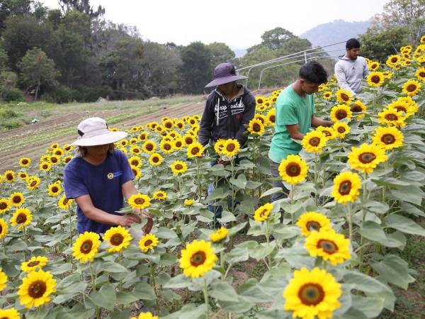 Los girasoles que se cultivan en el lugar son el principal atractivo para los turistas que lo visitan.