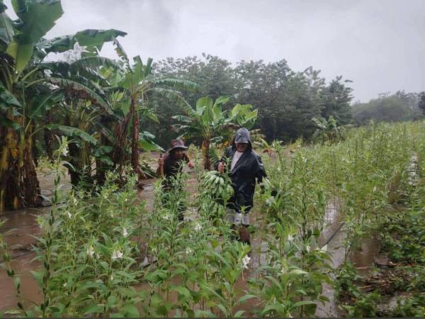 Las lluvias que afectan a Honduras también causan severas pérdidas en la agricultura