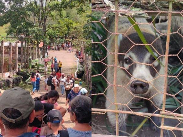 Tras su cierre en medio de una crisis por el estado de varios animales, el Zoológico Joya Grande reabrió sus puertas al público desde el domingo 1 de septiembre.