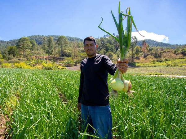 <i>El programa De Mi Tierra ha impulsado la sostenibilidad agrícola en 12 departamentos de Honduras, apoyando a pequeños y medianos productores.</i>