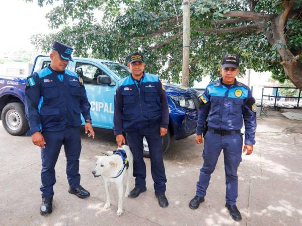 Los elementos de la Policía Municipal y Abuelo, un perro rescatado de la calle, son parte de la Unidad Canina.