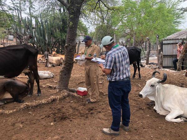 Técnicos de Senasa realizan inspecciones en el ganado en diferentes puntos del país.