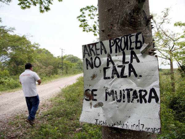 En el Lago de Yojoa las invasiones, los proyectos de monocultivos y la ganadería están afectando a esa importante área protegida, lo que podría provocar un conflicto socioambiental en la zona.