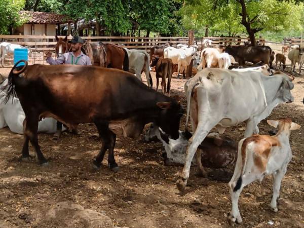 Personal de Senasa realizó inspecciones epidemiológicas en más de 330 fincas ubicadas alrededor de la frontera entre Honduras y Nicaragua.