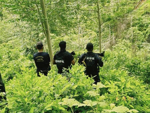 En siete manzanas de tierra fueron sembrados 50 mil arbustos de hojas de coca en la aldea El Lavaderito.