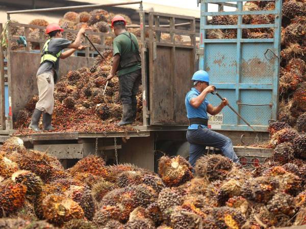 Otros productos incluyen comida para perros y gatos, aceite de palma africana, y calcetines. Estos acuerdos comerciales permiten al país asegurar el suministro de bienes esenciales como maíz y carnes, ajustándose a la oferta y demanda nacional.