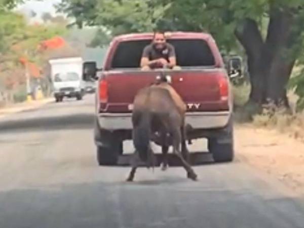 Indignación por caso de maltrato animal: llevaban a caballo amarrado a un carro