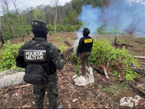 La plantación de arbusto de coca fue localizada en un sector montañoso de la comunidad de Alianza, Río de Coco o Segovia del municipio de Catacamas, Olancho.