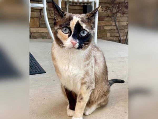 Después de rescatar a la mascota, su dueña la llevó a casa y al veterinario, asegurándose de que recibiera la atención necesaria después de seis días en la caja de cartón.