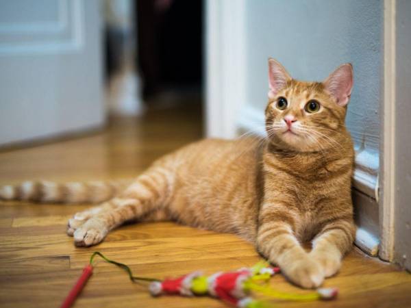 Si no tiene la disposición de cuidar de una mascota adecuadamente, sea honesto con sus hijos.