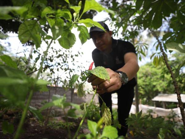 Variedad de chiles se cultivan en el Centro de Demostración y Capacitación Ciudades Verdes.