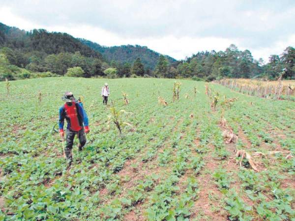 Del 2% sobre el saldo del capital es la prima del crédito con el fondo de garantía agrícola AgroAhiba y una tasa de interés promedio del 12% con la garantía de Confianza SA-FGR para mitigar el riesgo.