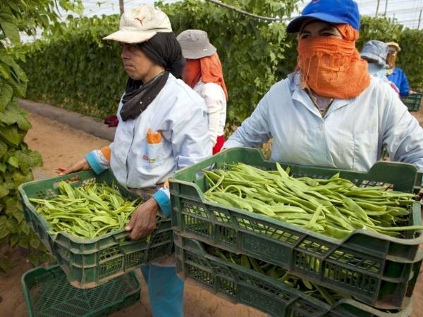 Hondureños trabajan en la agricultura en España, como parte del Programa Migración Circular.