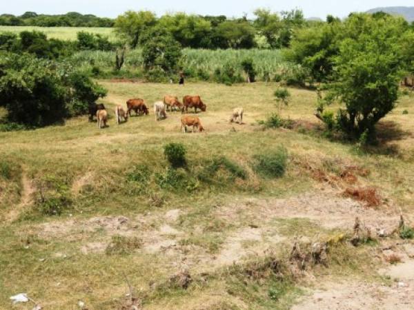 Las plantaciones de maíz y frijoles se han perdido en el municipio de Marcovia a causa de la sequía.