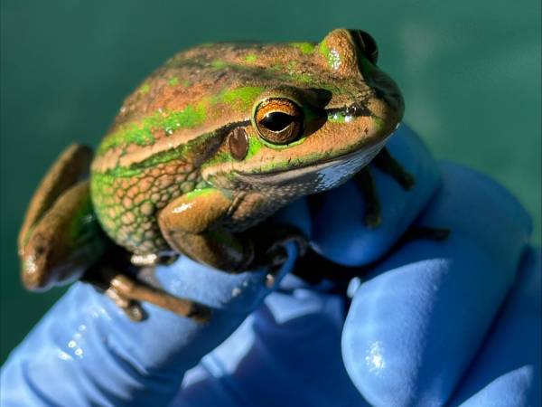 La rana campanilla verde y dorada, antes abundante en Australia, ahora está en peligro de extinción.