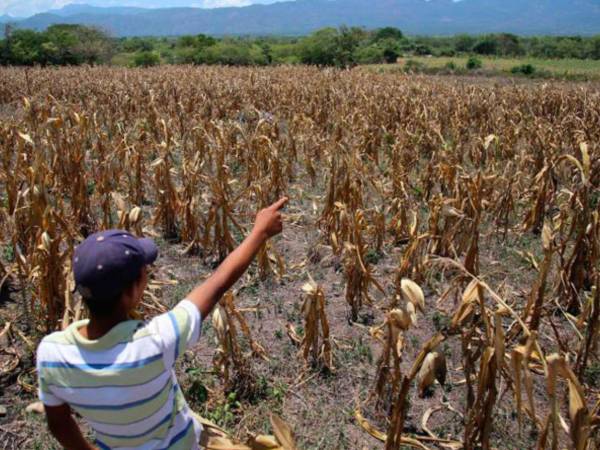 Honduras forma parte de los 20 países que enfrentan una alta frecuencia a los eventos naturales extremos, lo que incrementa la inseguridad alimentaria.