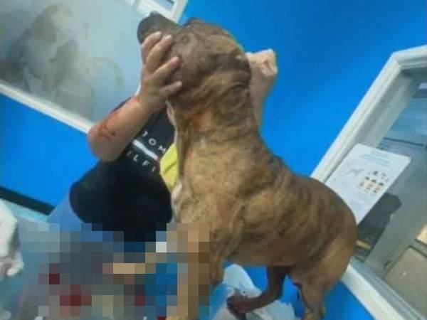 Toby fue llevado a un veterinario para recibir atención, pero falleció debido a la herida que le dejó el arma de fuego. El perro fue enterrado en la casa de sus dueños.