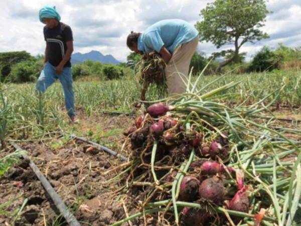 La problemática de la importación de cebolla se remonta hace varios años atrás, generando protestas de productores y pérdidas de empleos.