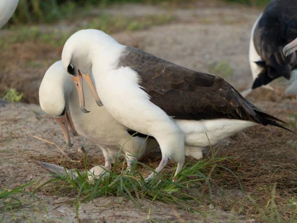 El albatros hembra conocida como Wisdom cuidando a su huevo.