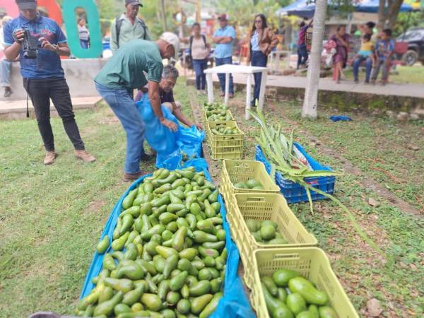 En 16 departamentos del país se producen unas 800 hectáreas de aguacate, según datos de los productores.